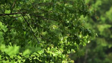 Bahçede yaz yağmuru 