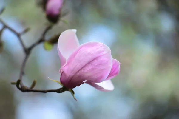 Magnolia — Zdjęcie stockowe