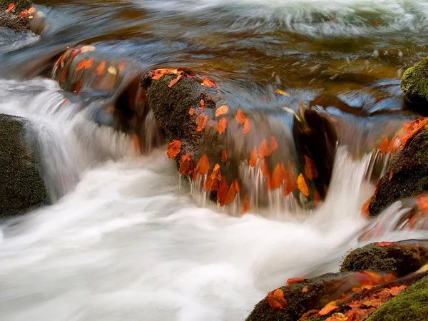 Foglie d'autunno in acqua — Foto Stock