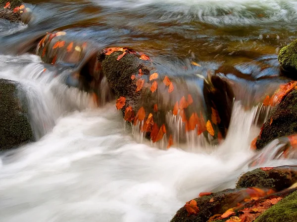 Autumn leaves in water Stock Picture