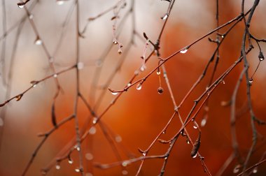 Yağmur damlacıkları dallar