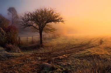 sonbahar yatay, ağaç