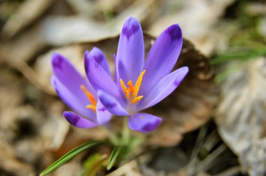 Çiğdem vernus, safran