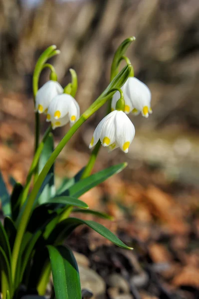 Cowslip in a forest glade — Stock Photo, Image