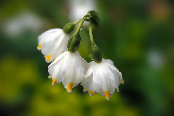 Cowslip em uma clareira da floresta — Fotografia de Stock