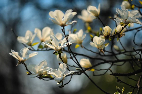 Arbre de printemps en fleurs, magnolia — Photo