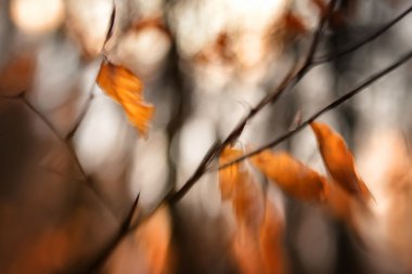 Peri ormanında sonbahar yaprakları