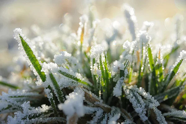 Grama de inverno sob o gelo e a neve — Fotografia de Stock