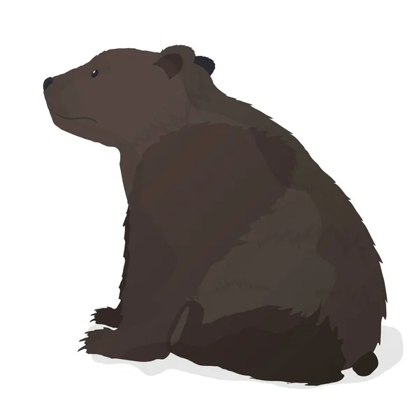 棕熊病媒 熊孤零零地坐在白色的背景上 — 图库矢量图片
