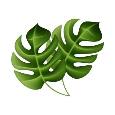 Tropik palmiye yaprakları, orman yaprakları, beyaz arka planda botanik vektör çizimi.