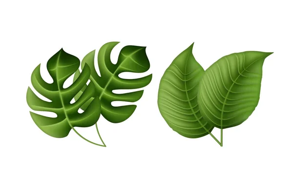 Tropické Palmové Listy Listy Džungle Botanický Vektorový Ilustrace Nastavit Izolované — Stockový vektor