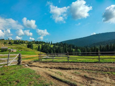 Orman dağları çam iğneleri güzel manzaralar