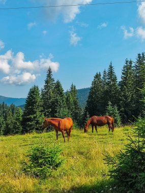Montana 'nın Wyoming sınırına yakın kuru kafa bölgesinde güzel bir Amerikan Quarter atı sürüsü.