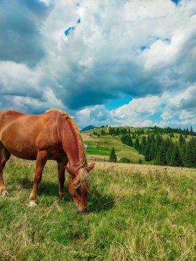 Yazın dağ manzarası. Yeşil iğneli çam ormanı. Bir kayayla dağ yamacı. Gökyüzü puslu. Yaz turizmi kavramı.