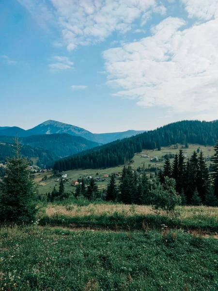 Paisaje Forestal Verde Atmosférico Con Abetos Las Montañas Escenario Minimalista — Foto de Stock