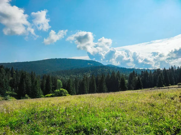 Erdő Hegyek Fenyő Tűk Gyönyörű Táj — Stock Fotó