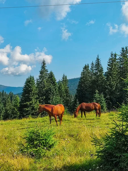 Montana 'nın Wyoming sınırına yakın kuru kafa bölgesinde güzel bir Amerikan Quarter atı sürüsü.