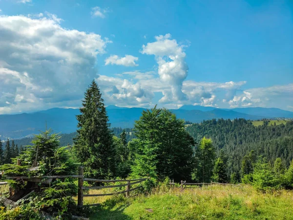 Paisaje Montaña Verano Bosque Pinos Con Agujas Verdes Pendiente Montaña — Foto de Stock