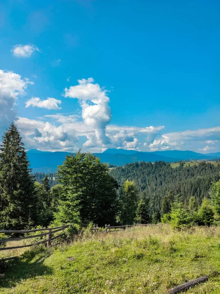 Paisaje Montaña Verano Bosque Pinos Con Agujas Verdes Pendiente Montaña — Foto de Stock