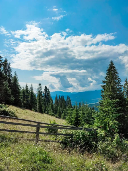 Paisaje Montaña Verano Bosque Pinos Con Agujas Verdes Pendiente Montaña — Foto de Stock