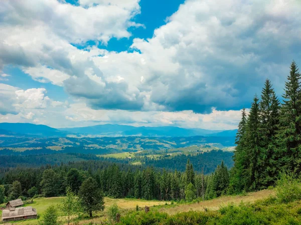 Paisaje Montaña Verano Bosque Pinos Con Agujas Verdes Pendiente Montaña — Foto de Stock