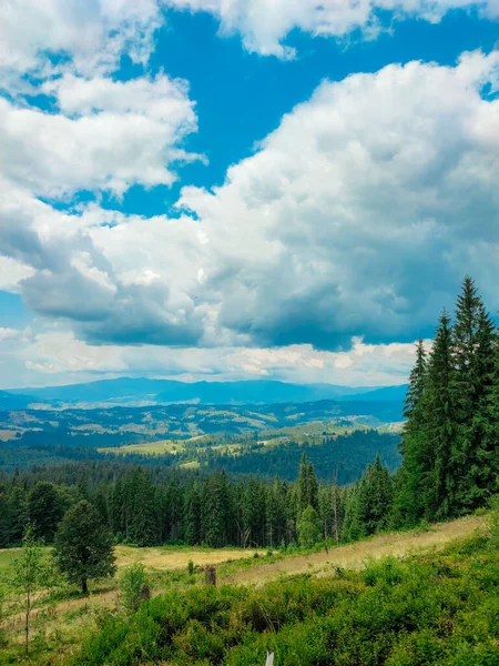 Berglandschaft Sommer Kiefernwald Mit Grünen Nadeln Berghang Mit Einem Felsen — Stockfoto