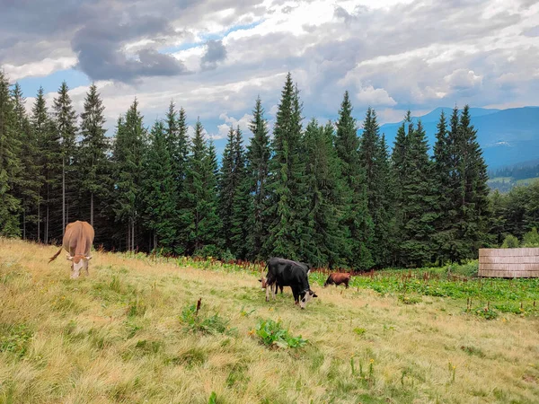 Kühe Auf Einer Schönen Grünen Alm Österreich Berge Hintergrund Kühe — Stockfoto