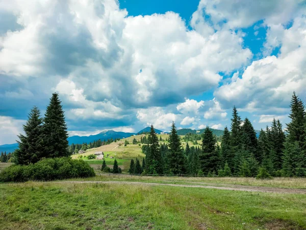 Paisaje Montaña Verano Bosque Pinos Con Agujas Verdes Pendiente Montaña — Foto de Stock