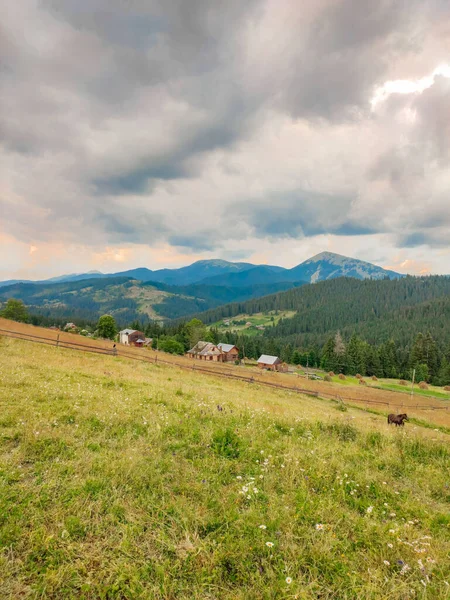 Stimmungsvolle Grüne Waldlandschaft Mit Tannen Den Bergen Minimalistische Landschaft Mit — Stockfoto