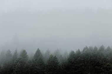 Dağlardaki sisli çam ağacı ormanları