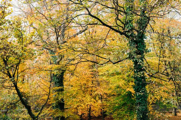 Vista Unas Hermosas Hojas Otoño Sobre Los Árboles Bosque — Foto de Stock