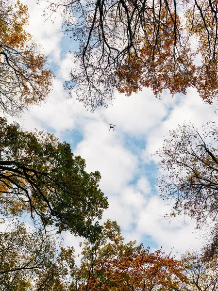 Sonbahar Zamanı Ormanda Uçan Bir Dron — Stok fotoğraf