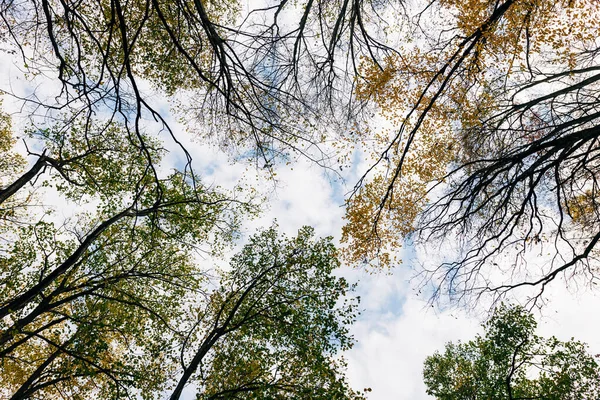 Ormandaki Ağaçların Üzerinde Güzel Bir Sonbahar Yaprakları Görünüyor — Stok fotoğraf