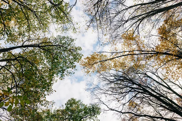 Vista Unas Hermosas Hojas Otoño Sobre Los Árboles Bosque — Foto de Stock