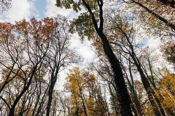 Vista Unas Hermosas Hojas Otoño Sobre Los Árboles Bosque — Foto de Stock