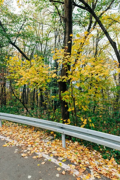 Yellow Autumn Leaves Road Forest Royalty Free Stock Photos