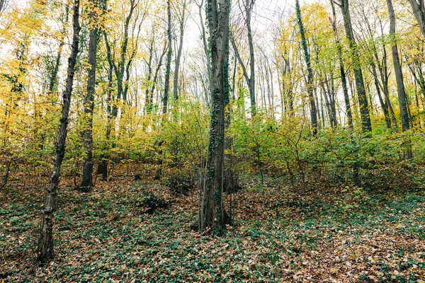 View Beautiful Autumn Leaves Trees Forest Royalty Free Stock Images