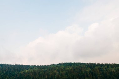 Güneşli bir günde çam ağacı ormanı manzarası