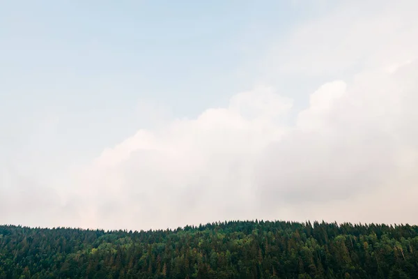 Pohled Borový Les Slunečného Dne — Stock fotografie