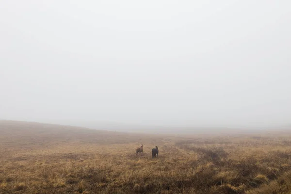 Лошади Туманном Лугу — стоковое фото