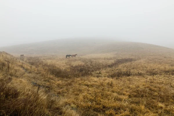 Коні Туманному Лузі — стокове фото