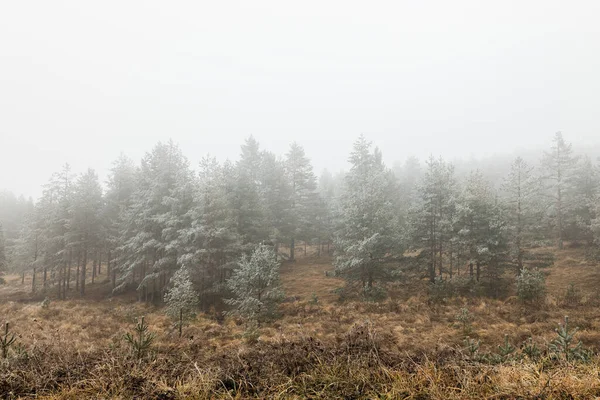 서리가 내리는 지역의 소나무 — 스톡 사진