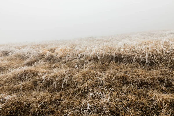 Замороженная Трава Туманным Зимним Утром Горах — стоковое фото