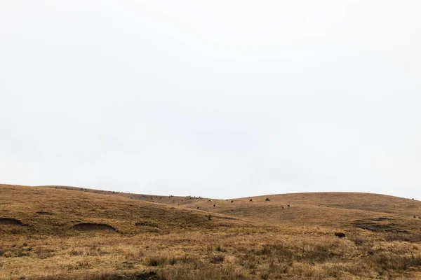 Стадо Коров Лугу Осенним Утром — стоковое фото