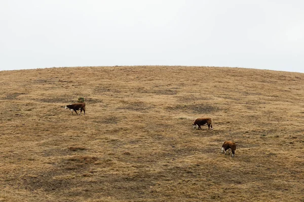 Herd Van Koeien Een Weide Herfstochtend — Stockfoto