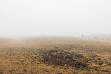 Sisli bir kış sabahında çayırdaki inek