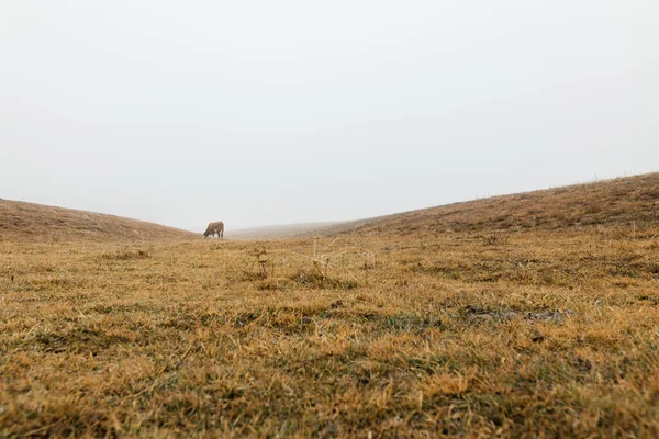 Vaca Prado Una Nebulosa Mañana Invierno —  Fotos de Stock