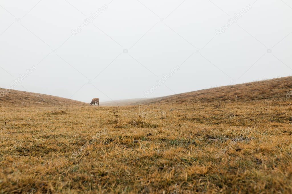 Cow on the meadow in a foggy winter morning