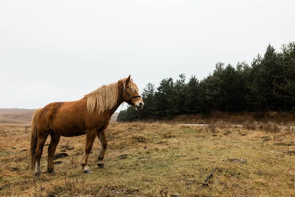Красивий Коричневий Кінь Полі Рано Вранці — стокове фото