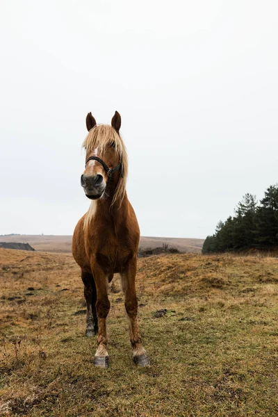Красивий Коричневий Кінь Полі Рано Вранці — стокове фото